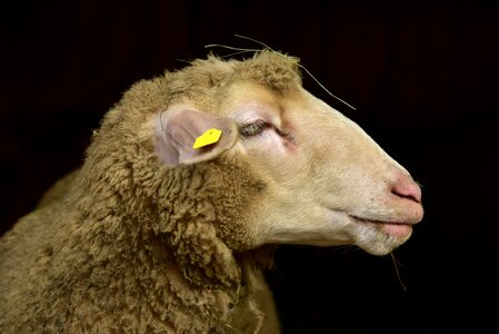 Animal cattle domesticated
