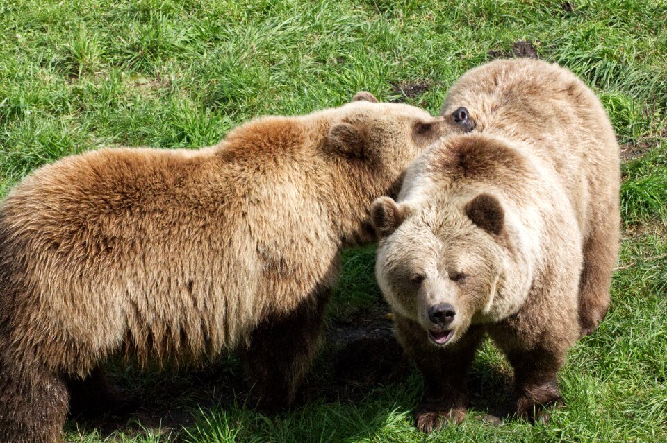 Nature animal world fur