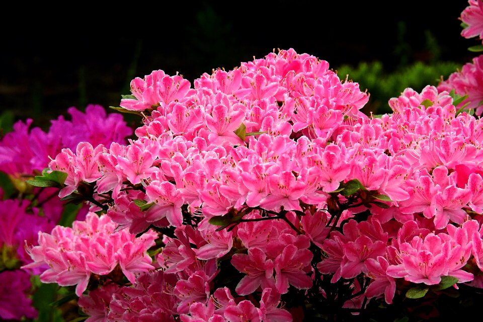 Beauty nature spring
