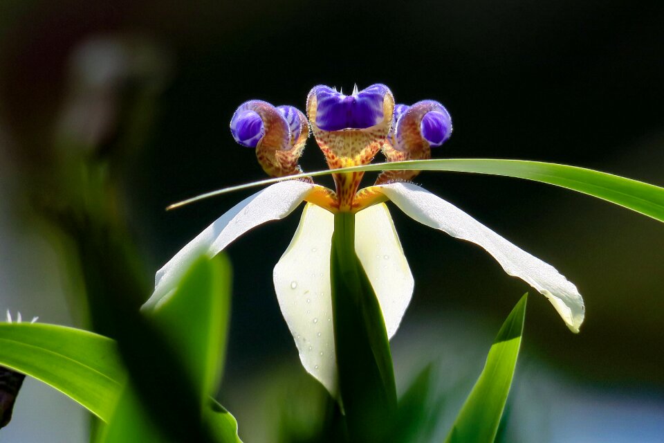 Flower leaf summer