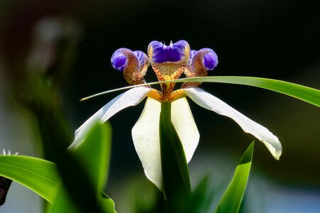 Flower leaf summer