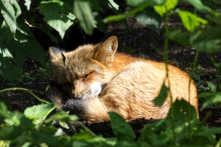 Wild animal animal world carnivores