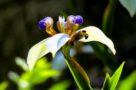 Flower leaf summer