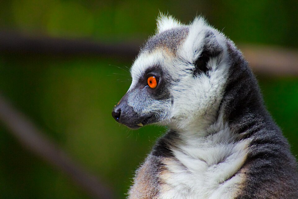 Primate sanctuary plettenberg