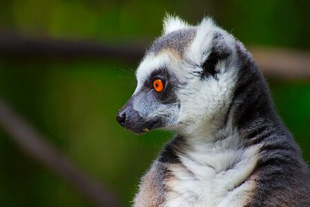 Primate sanctuary plettenberg