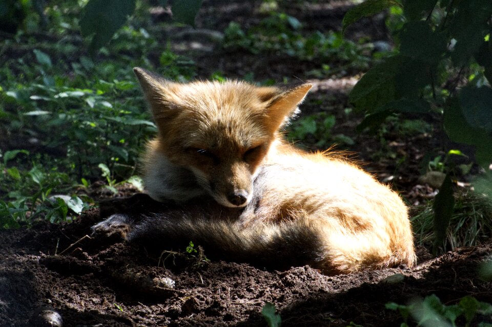 Wild animal animal world carnivores
