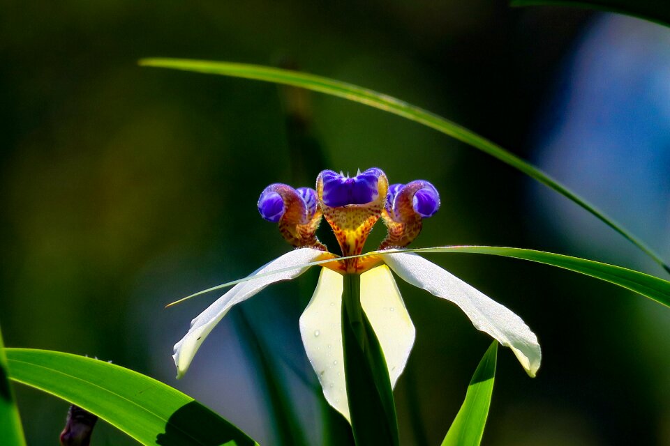 Flower leaf summer