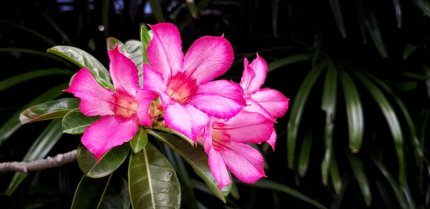 Flowers pink flowers the pink flowers