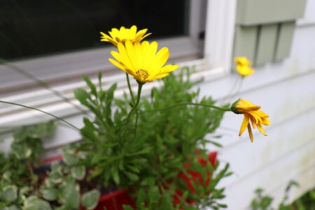 Flower green shutter