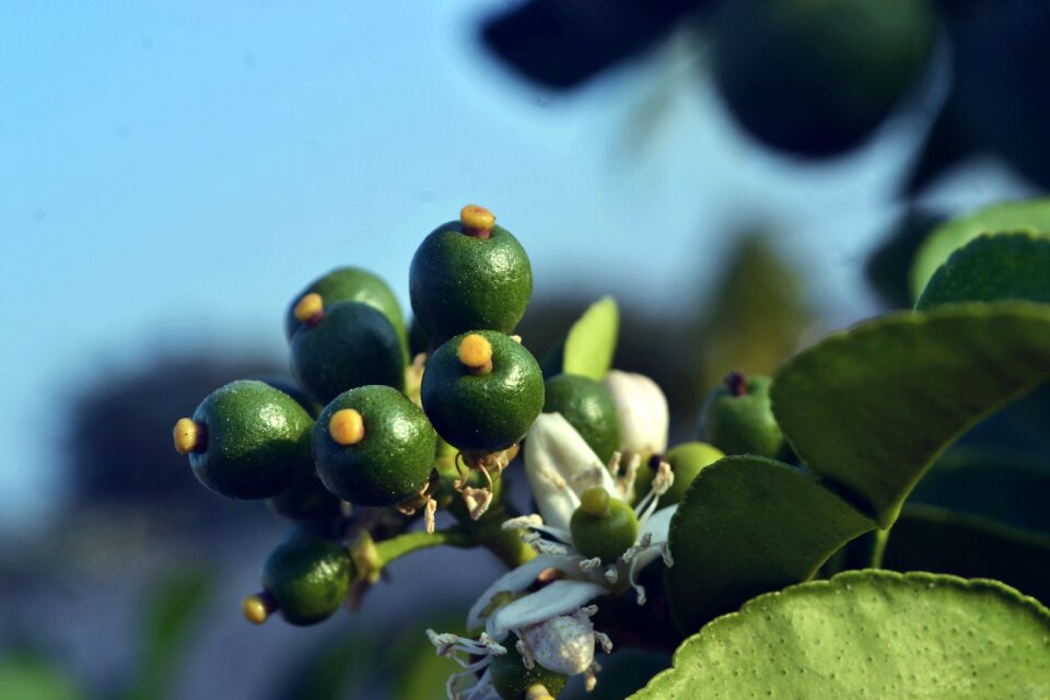 Nature garden fruits