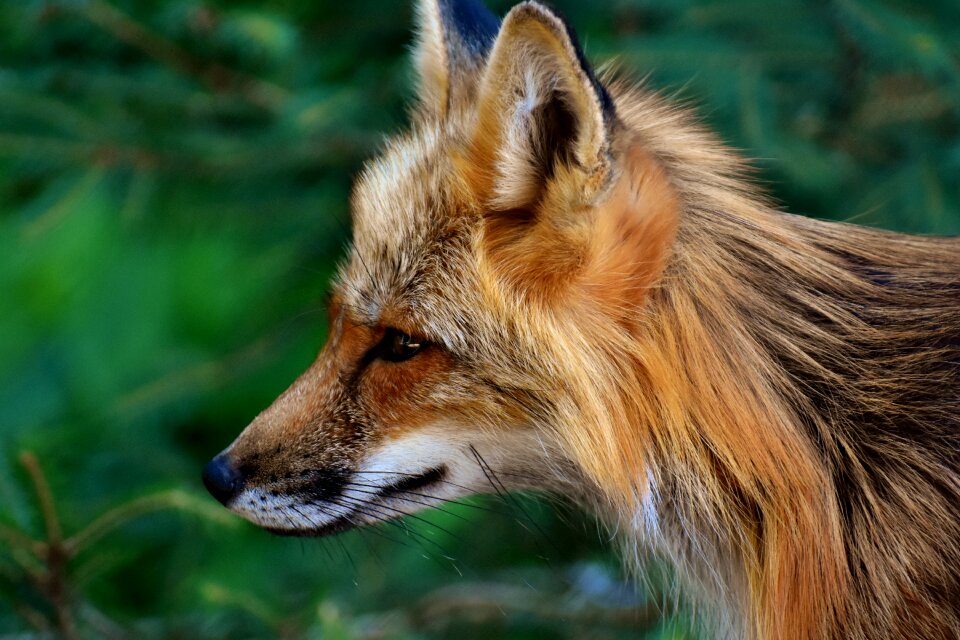 Animal portrait nature creature