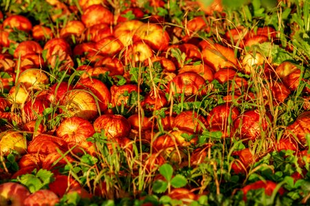 Windfall agriculture red