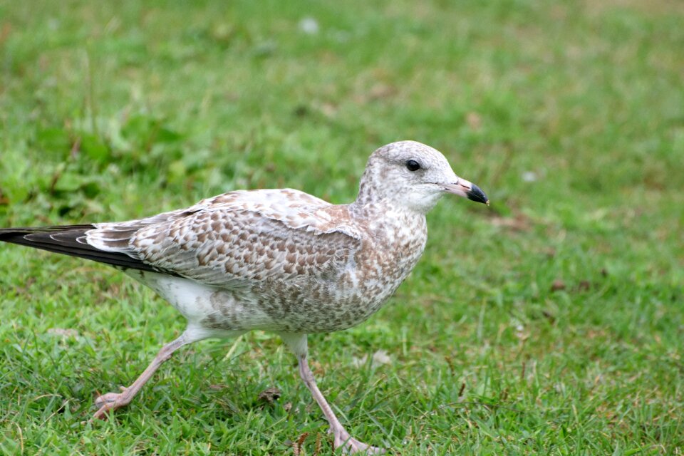 Juvenile ring-billed gull