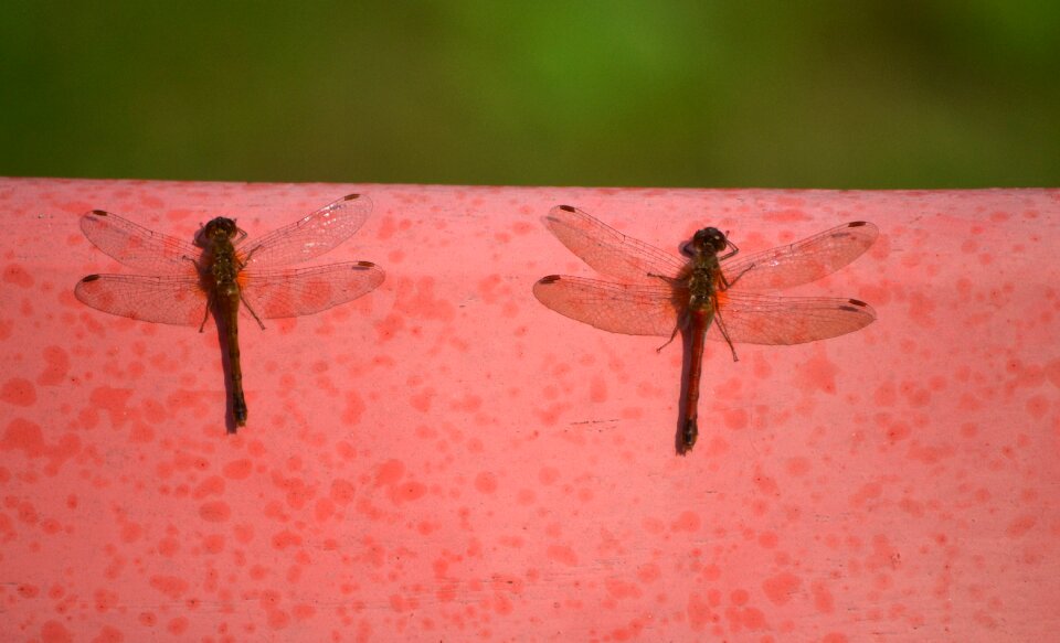 Female nature antennae