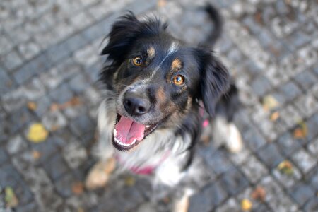 Cute animal portrait photo