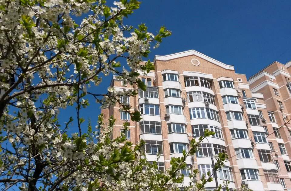 Flowers architecture blue sky