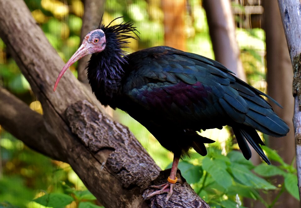 Geronticus eremita nature wild bird