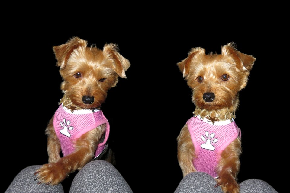 Cute pet animals