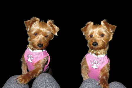 Cute pet animals