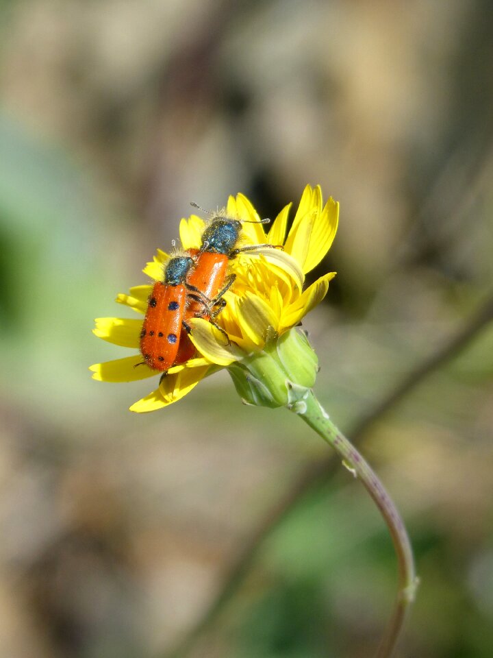 Insects mating nature insect