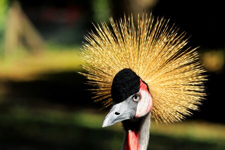 Bird close up head
