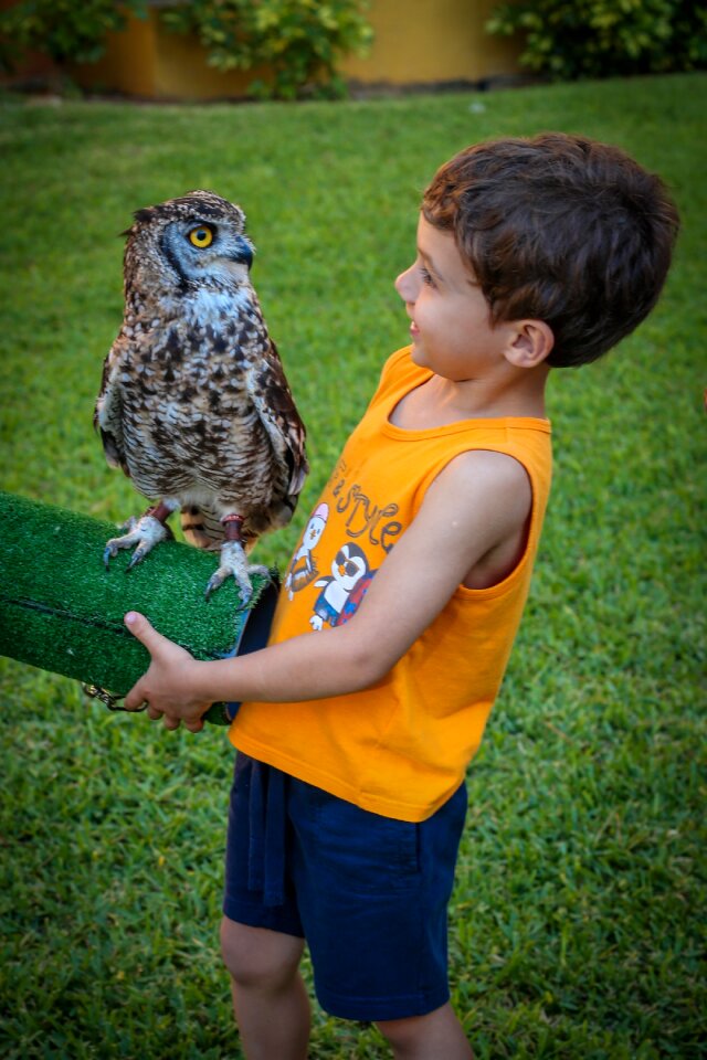 Summer majorca green owl