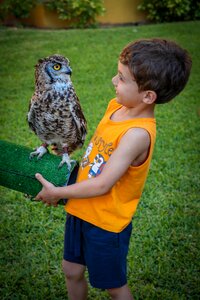 Summer majorca green owl