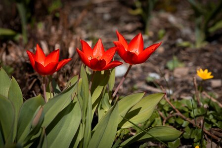 Small small tulips flowers photo