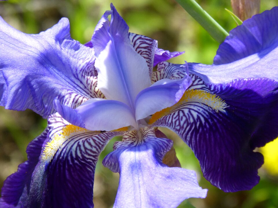 Plant nature outdoors