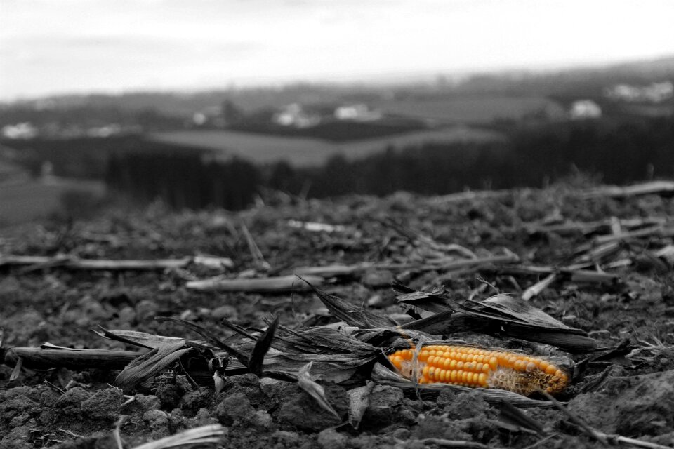Canon field landscape