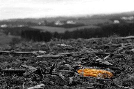 Canon field landscape