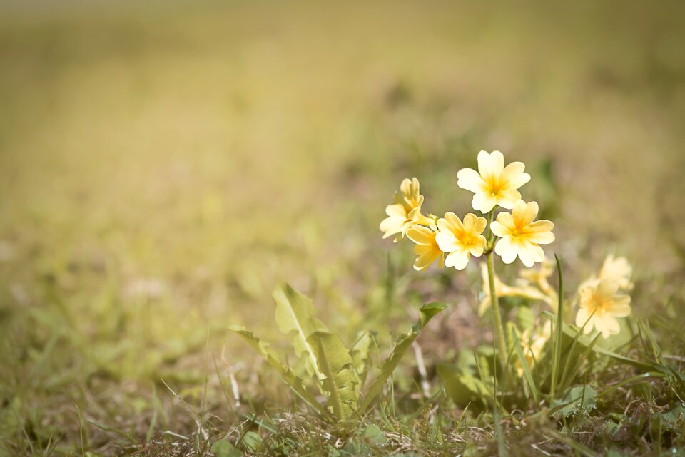Flowers yellow flowers bloom