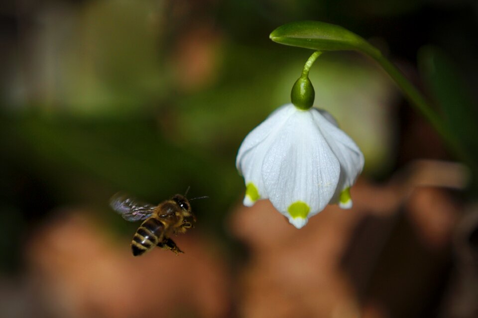 Bee spring Free photos