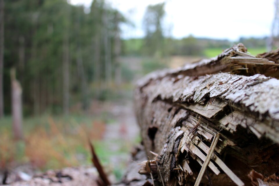 Nature wood tree trunks