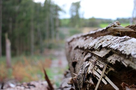 Nature wood tree trunks