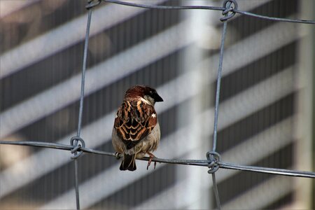 Pen little bird urban bird