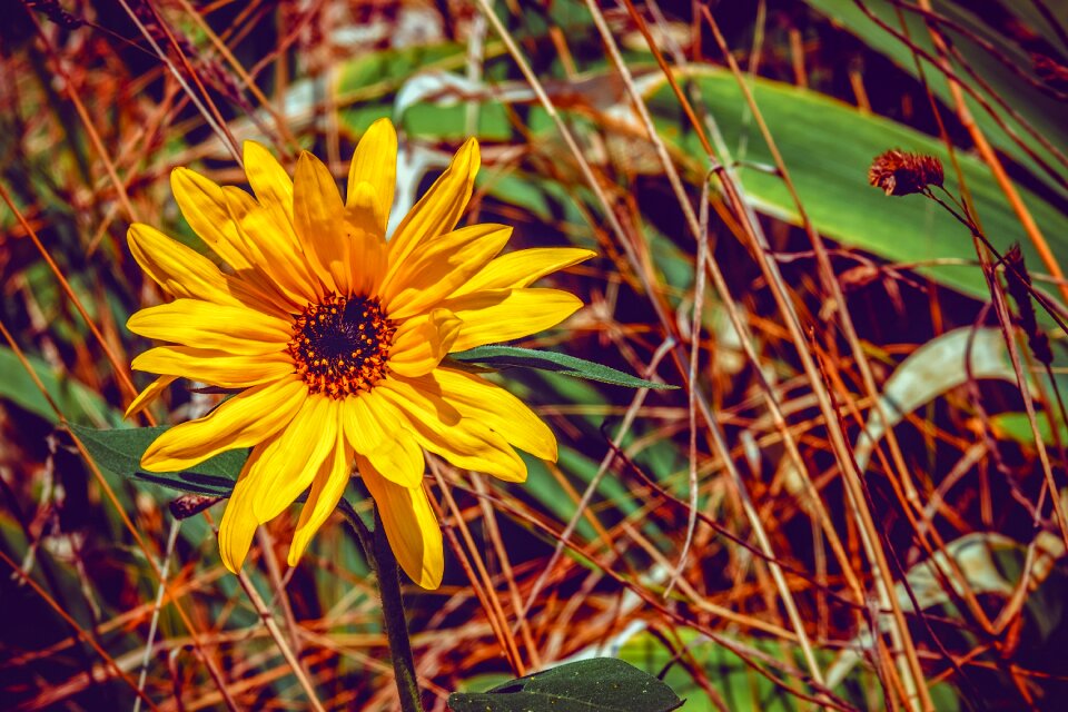 Flower blossom bloom