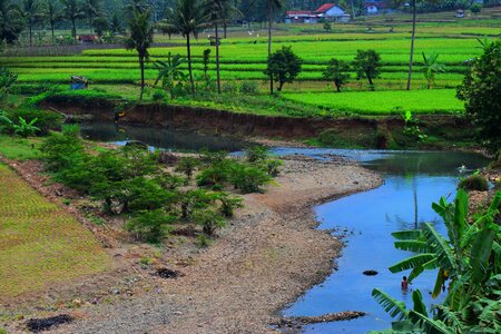 Water purwokerto field