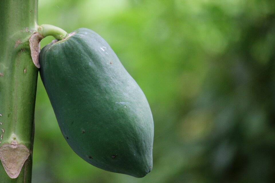 Thailand papaya plants with fruit nature