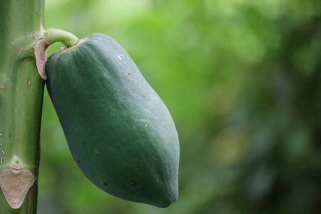 Thailand papaya plants with fruit nature