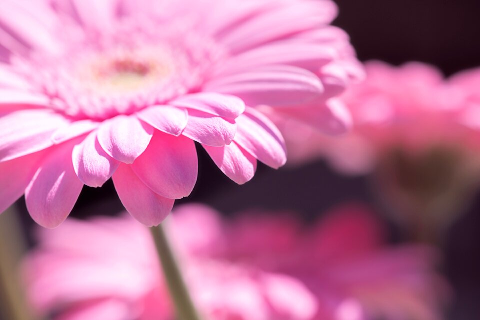 Pink daisy pink flower blossom