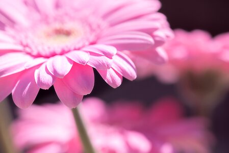 Pink daisy pink flower blossom
