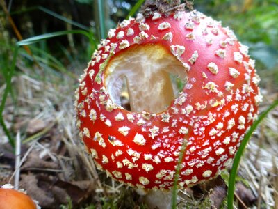 Forest autumn spotted
