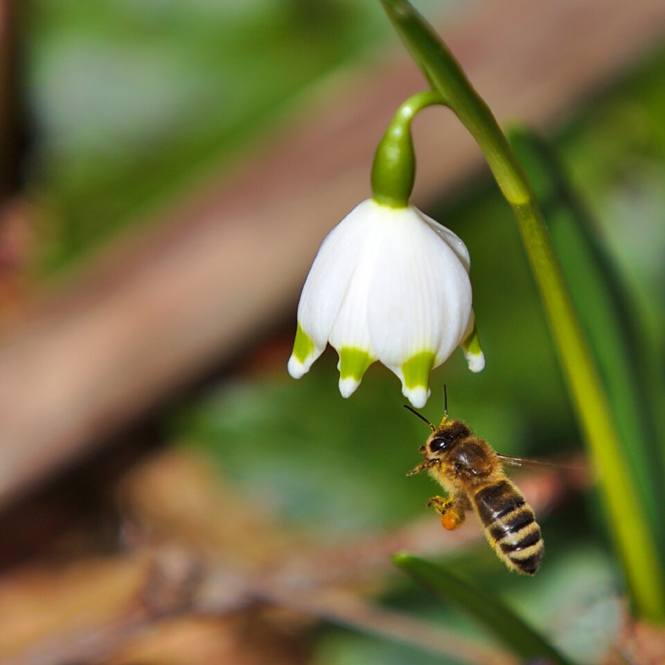 Spring bee Free photos