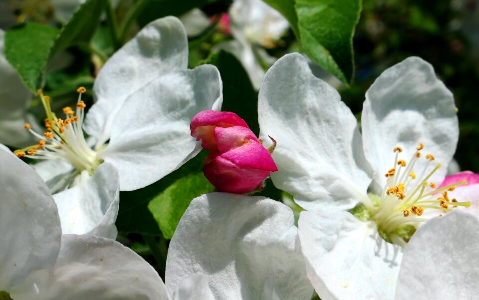 Leaf garden floral photo