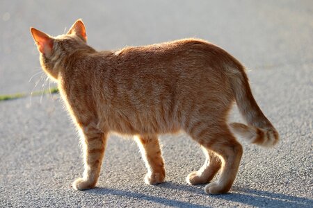 Domestic orange fur cute