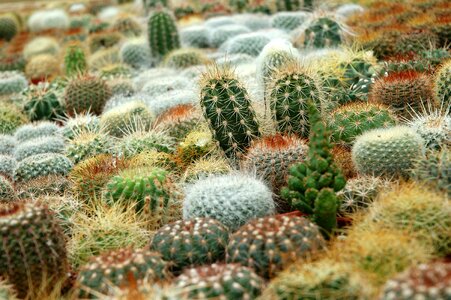 Succulent plant succulent cactus
