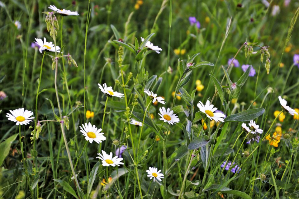Chamomile nature blooming