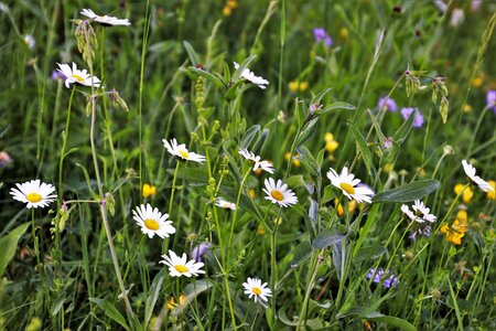 Chamomile nature blooming