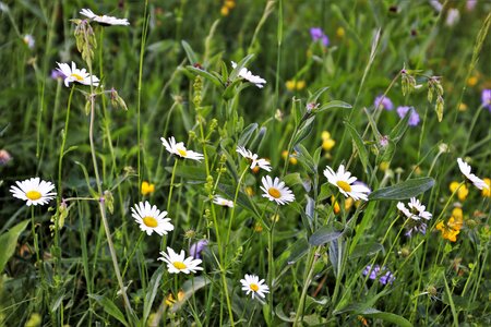 Chamomile nature blooming photo